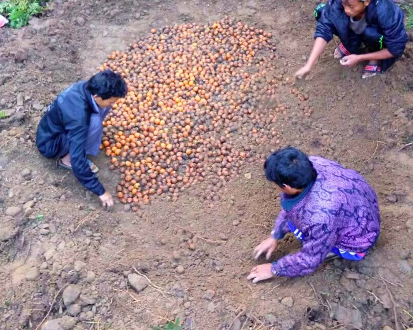 agricultural activity at mattighatta green ravine nature stay